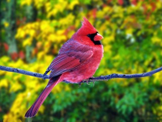 Beautiful Birds Images